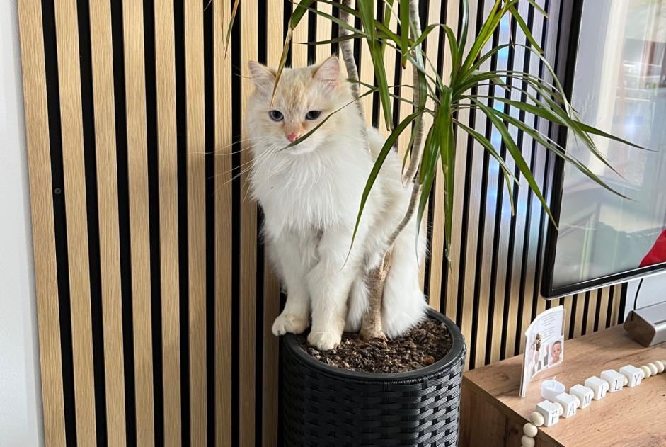 Verdwijningsalarm Kat Mannetje , 2 jaar Pollionnay Frankrijk