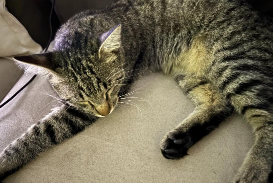 Ontdekkingsalarm Kat rassenvermenging  Vrouwtje Porte des Pierres Dorées Frankrijk