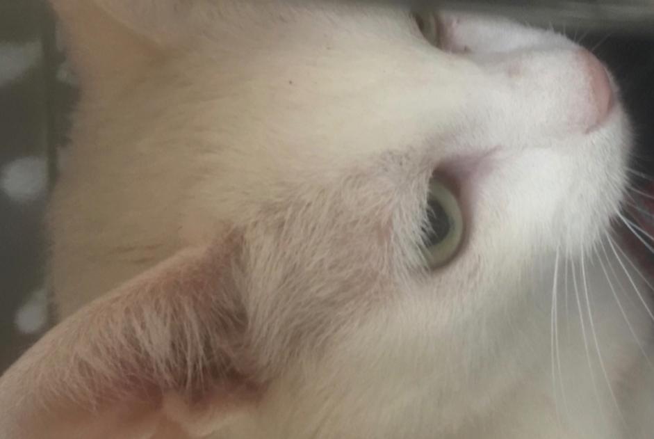 Ontdekkingsalarm Kat Vrouwtje Lyon Frankrijk Ontdekkingsalarm Kat Vrouwtje Lyon Frankrijk
