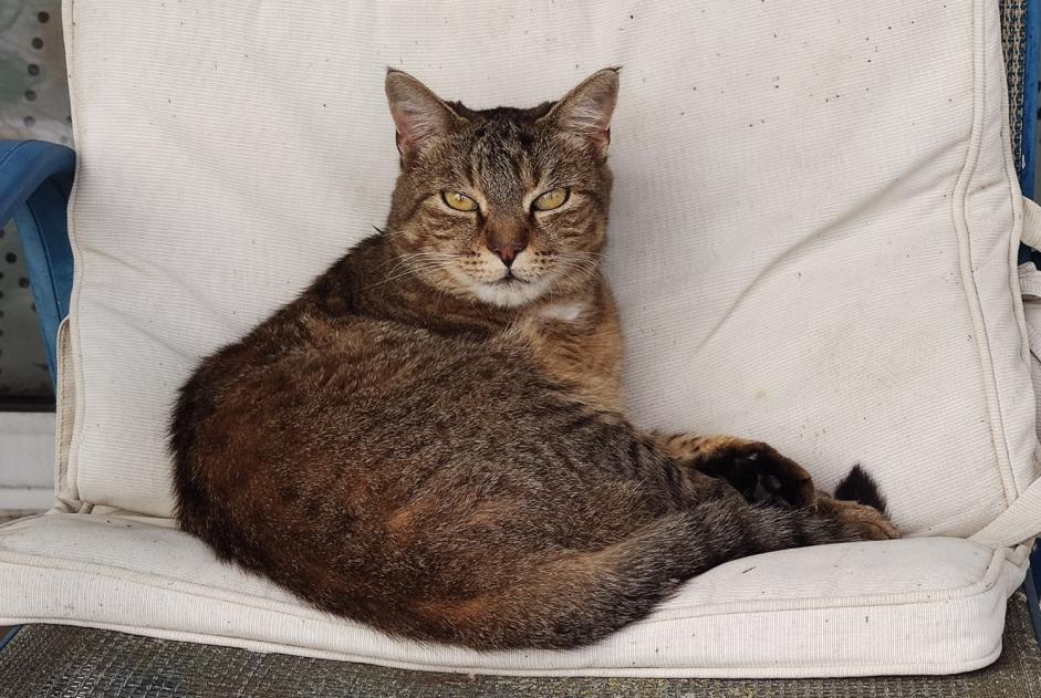 Ontdekkingsalarm Kat Vrouwtje , 5 jaar Haute-Rivoire Frankrijk