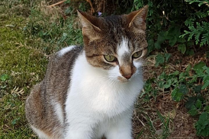 Alerta desaparecimento Gato Fêmea , 11 anos Saint-Genis-Laval France