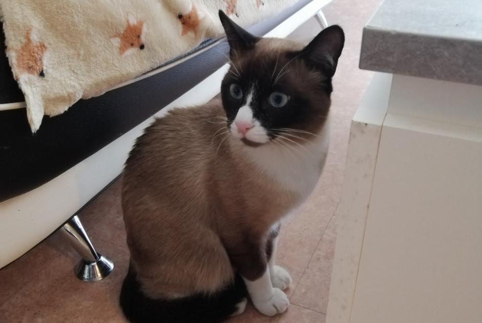 Alerta descoberta Gato  Macho Saint-Priest France