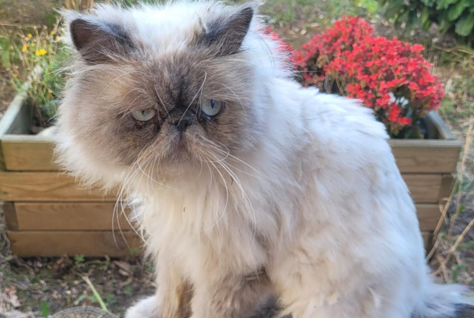 Alerta descoberta Gato  Desconhecido Lyon France