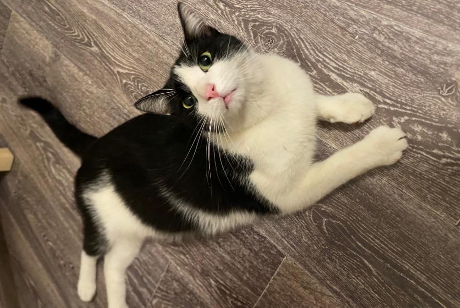 Alerta descoberta Gato cruzamento  Macho , 4 anos Saint-Fons France