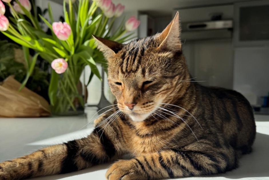 Alerta desaparecimento Gato cruzamento  Macho , 5 anos Rillieux-la-Pape France