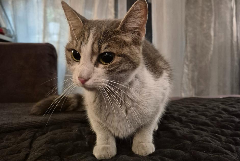 Alerta descoberta Gato Fêmea Villeurbanne France Alerta descoberta Gato Fêmea Villeurbanne France