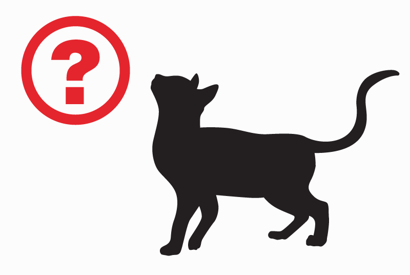 Discovery alert Cat miscegenation  Female Lyon France